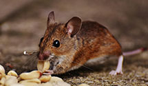 24 Hour & Emergency Exterminators in Indianola, NE